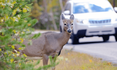 does car insurance cover hitting an animal like deer with car coming in background on road