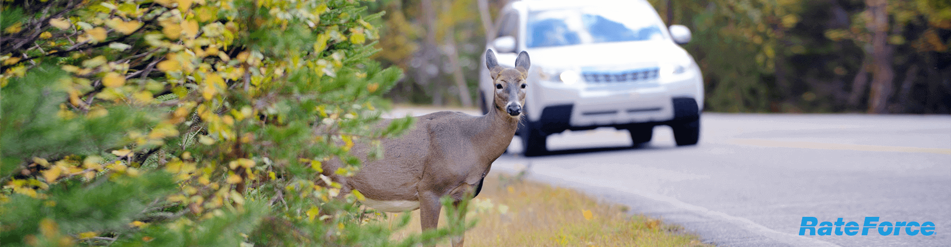 Does Hitting A Deer Raise Your Insurance Progressive Does Car Insurance Cover Hitting an Animal? Detailed Guide